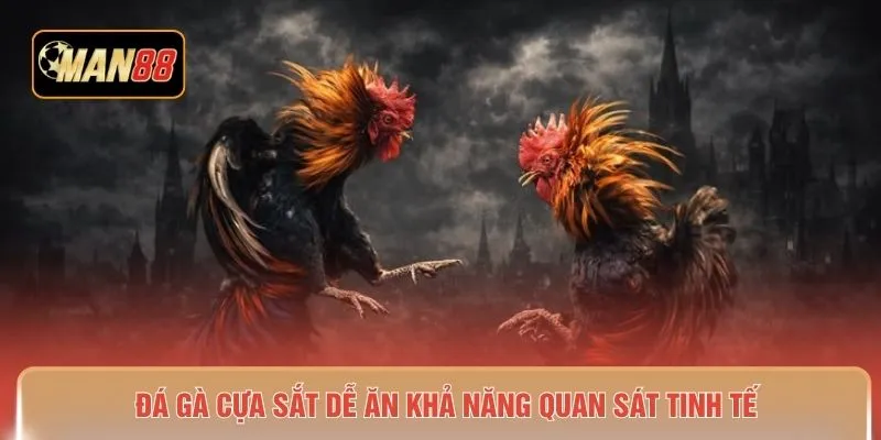 Đá gà cựa sắt dễ ăn khả năng quan sát tinh tế